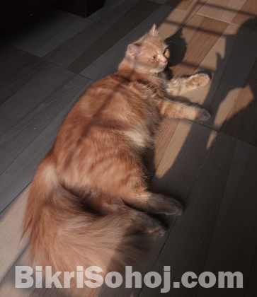 Persian Cat